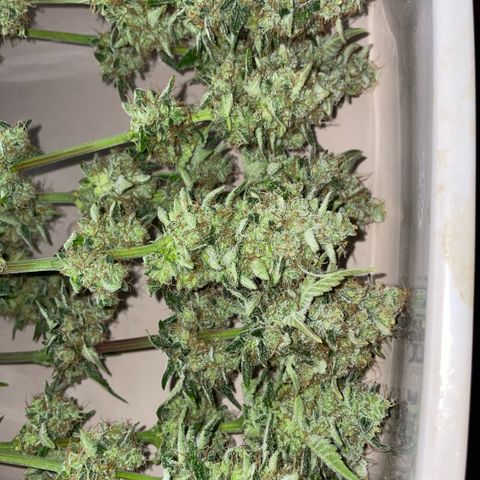 Purple Zkittlez #2 by KilliczGe growlog timeline photo