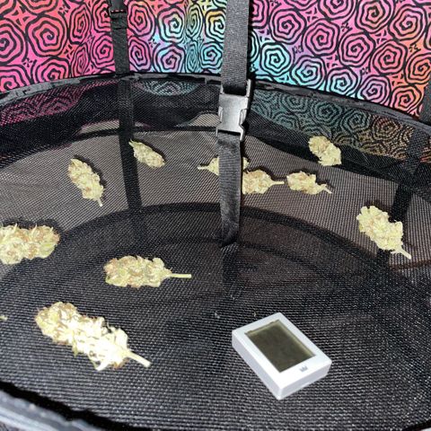 Purple Zkittlez #1 by KilliczGe growlog timeline photo