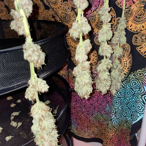 Permanent Marker by KilliczGe growlog timeline photo