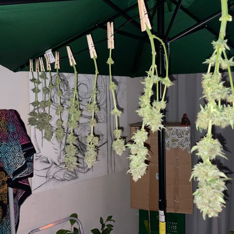 Purple Zkittlez #2 by KilliczGe growlog timeline photo