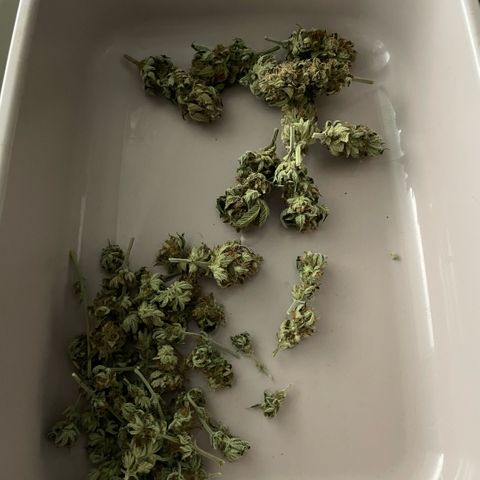 Purple Zkittlez #1 by KilliczGe growlog timeline photo