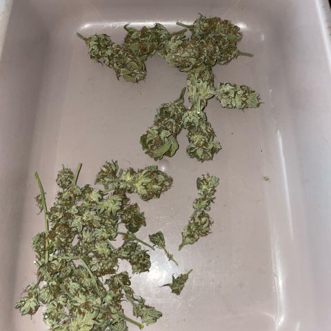 Purple Zkittlez #1 by KilliczGe growlog timeline photo