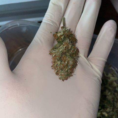 Purple Zkittlez #1 by KilliczGe growlog timeline photo