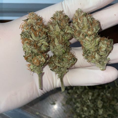 Purple Zkittlez #1 by KilliczGe growlog timeline photo