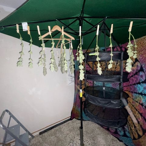 Purple Zkittlez #2 by KilliczGe growlog timeline photo