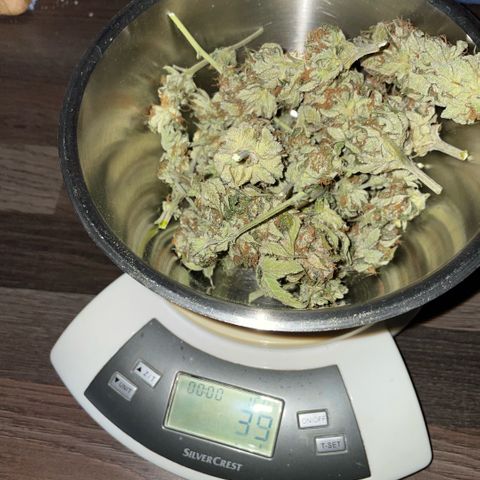 Purple Zkittlez #1 by KilliczGe growlog timeline photo