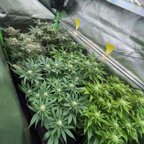 Dante’s Inferno - Mile High Dave by KilliczGe growlog timeline photo