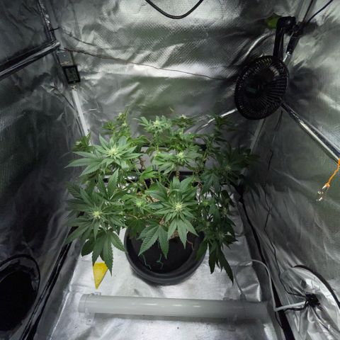Big Bud 1 Klon 1 by KilliczGe growlog timeline photo