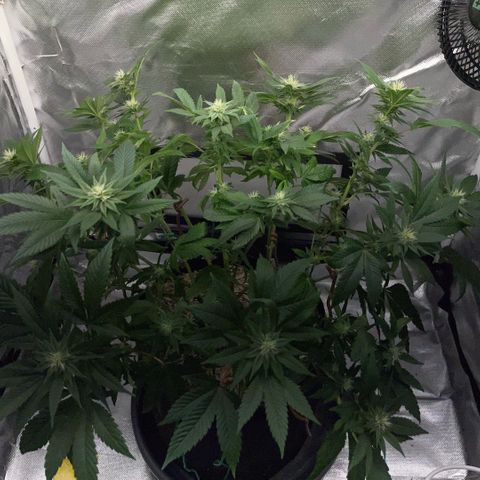 Big Bud 1 Klon 1 by KilliczGe growlog timeline photo