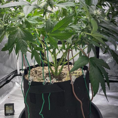 Big Bud 1 Klon 1 by KilliczGe growlog timeline photo