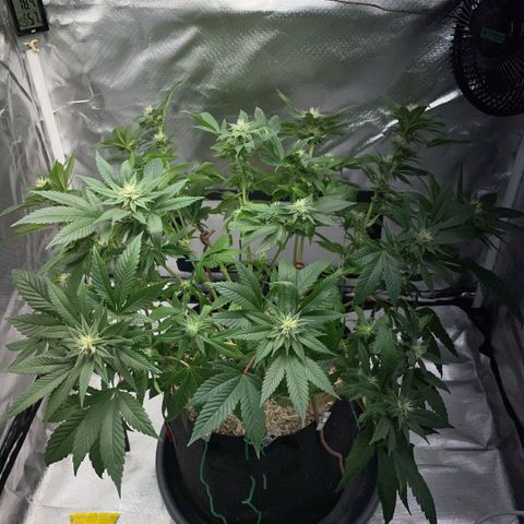 Big Bud 1 Klon 1 by KilliczGe growlog timeline photo