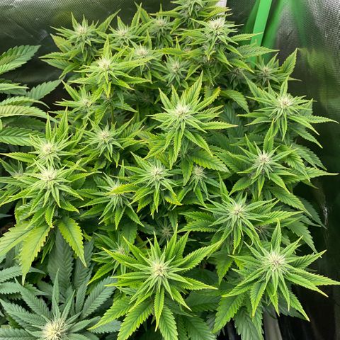 Tangerine Dream Clon #1 by KilliczGe growlog timeline photo