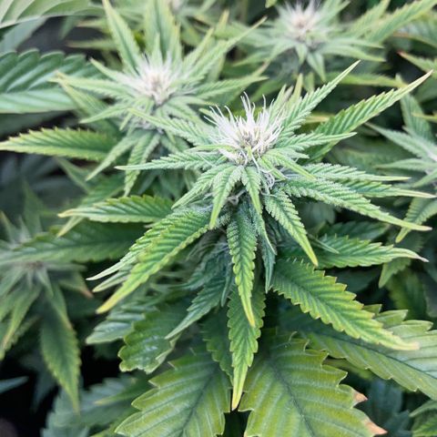 Tangerine Dream Clon #1 by KilliczGe growlog timeline photo