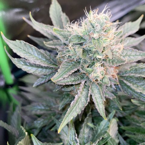Big Bud by KilliczGe growlog timeline photo