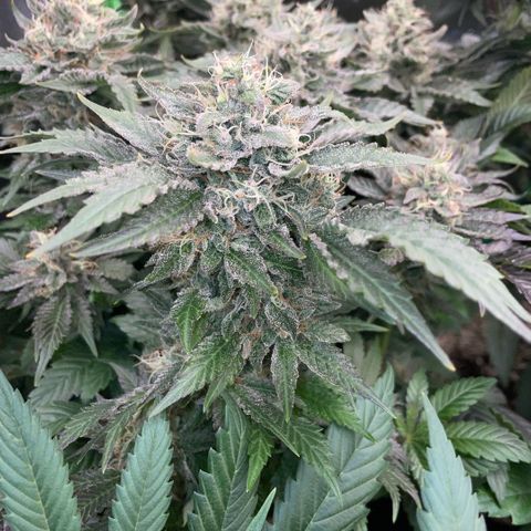 Big Bud by KilliczGe growlog timeline photo