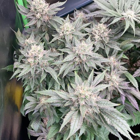 Big Bud by KilliczGe growlog timeline photo