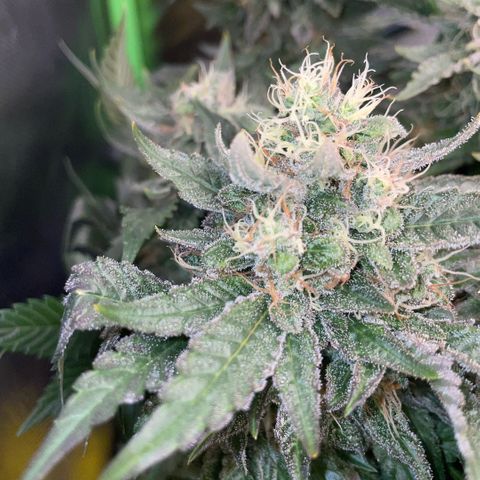 Big Bud by KilliczGe growlog timeline photo