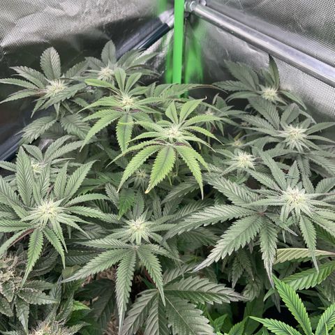 Dante’s Inferno - Mile High Dave by KilliczGe growlog timeline photo