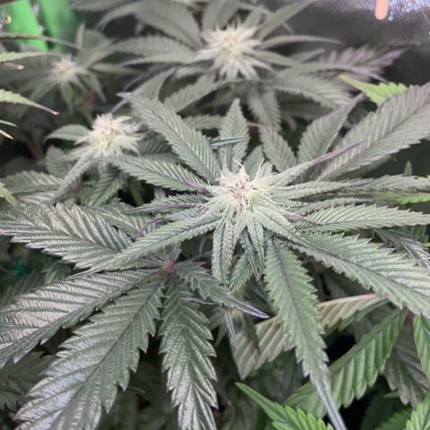 Dante’s Inferno - Mile High Dave by KilliczGe growlog timeline photo