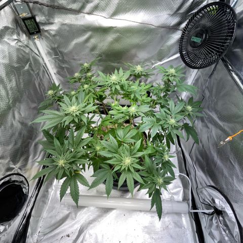 Big Bud 1 Klon 1 by KilliczGe growlog timeline photo