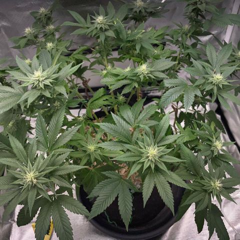 Big Bud 1 Klon 1 by KilliczGe growlog timeline photo
