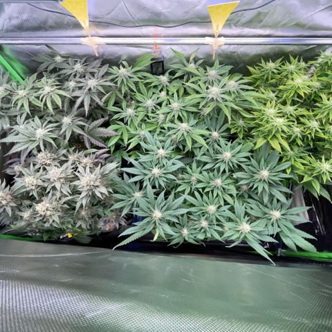 Dante’s Inferno - Mile High Dave by KilliczGe growlog timeline photo