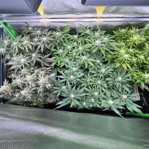 Dante’s Inferno - Mile High Dave by KilliczGe growlog timeline photo