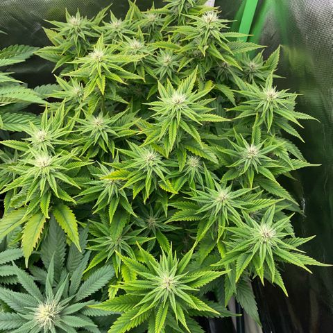 Tangerine Dream Clon #1 by KilliczGe growlog timeline photo