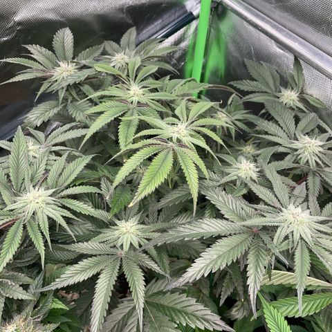 Dante’s Inferno - Mile High Dave by KilliczGe growlog timeline photo