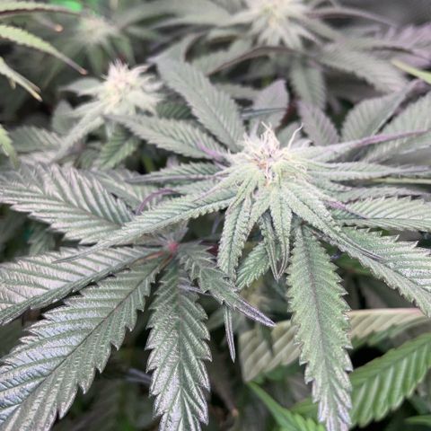 Dante’s Inferno - Mile High Dave by KilliczGe growlog timeline photo