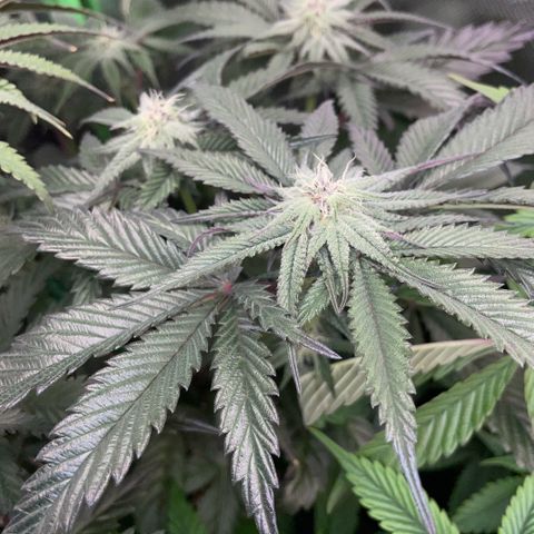 Dante’s Inferno - Mile High Dave by KilliczGe growlog timeline photo