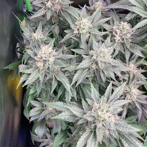 Big Bud by KilliczGe growlog timeline photo