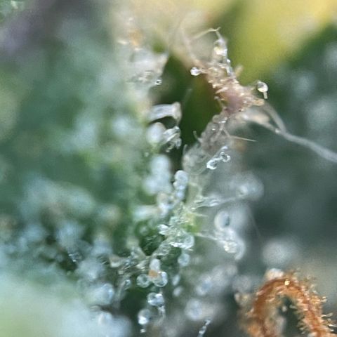 Big Bud by KilliczGe growlog timeline photo