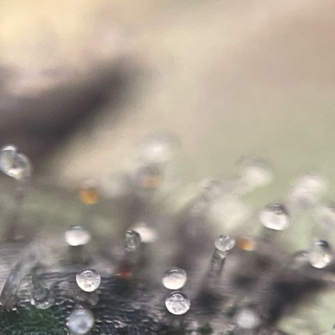 Big Bud by KilliczGe growlog timeline photo
