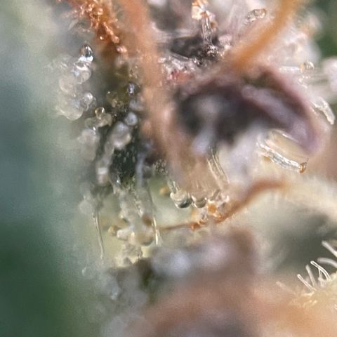 Big Bud by KilliczGe growlog timeline photo
