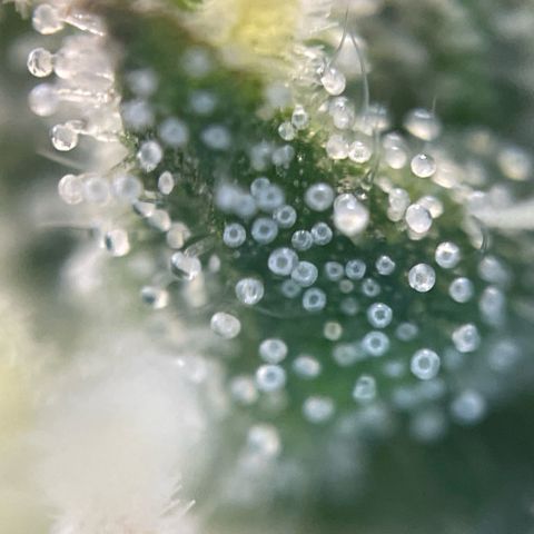 Big Bud by KilliczGe growlog timeline photo