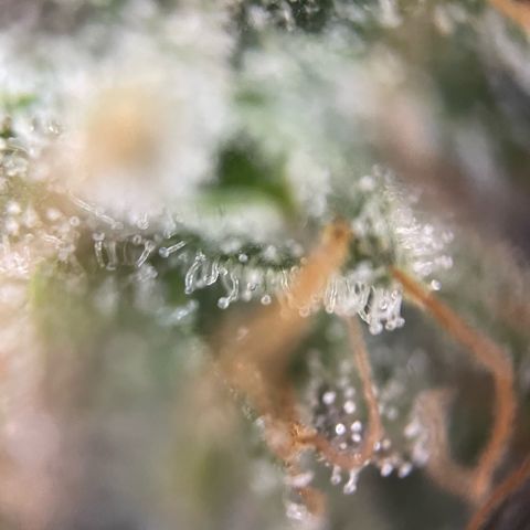 Big Bud by KilliczGe growlog timeline photo