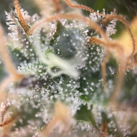 Big Bud by KilliczGe growlog timeline photo