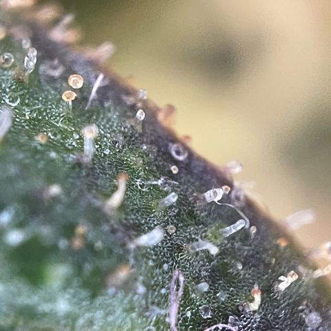 Big Bud by KilliczGe growlog timeline photo