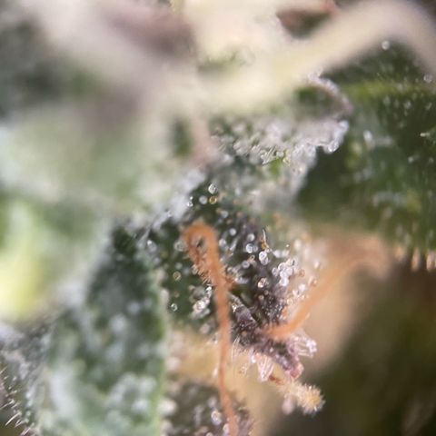 Big Bud by KilliczGe growlog timeline photo