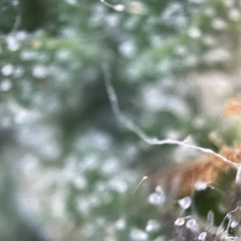 Big Bud by KilliczGe growlog timeline photo