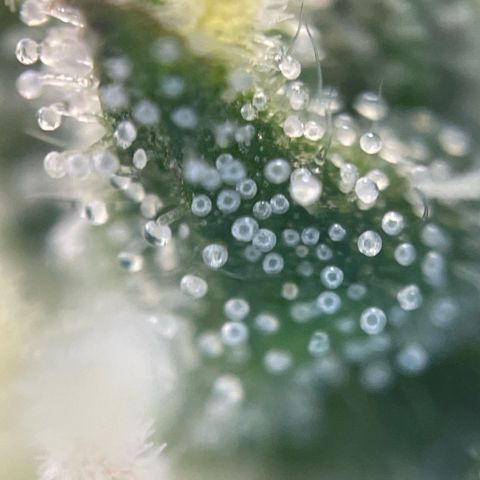 Big Bud by KilliczGe growlog timeline photo
