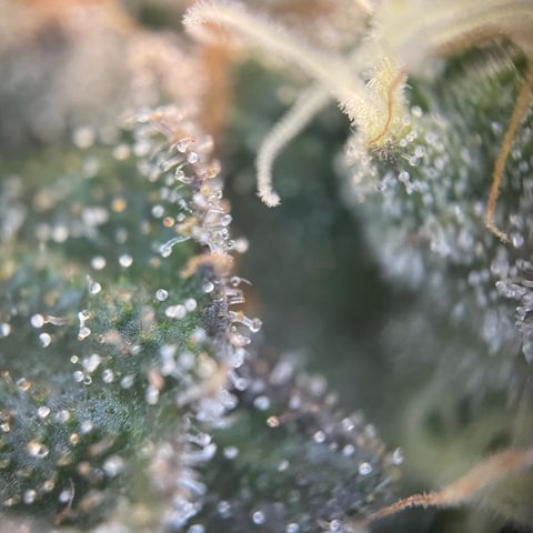 Big Bud by KilliczGe growlog timeline photo