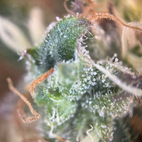 Big Bud by KilliczGe growlog timeline photo