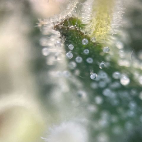 Big Bud by KilliczGe growlog timeline photo