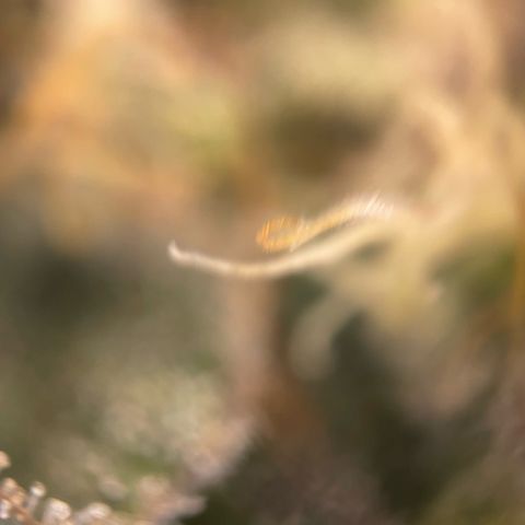 Big Bud by KilliczGe growlog timeline photo