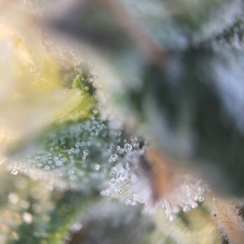 Big Bud by KilliczGe growlog timeline photo