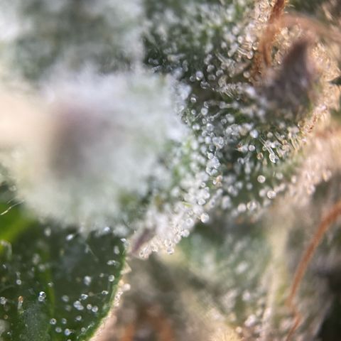 Big Bud by KilliczGe growlog timeline photo