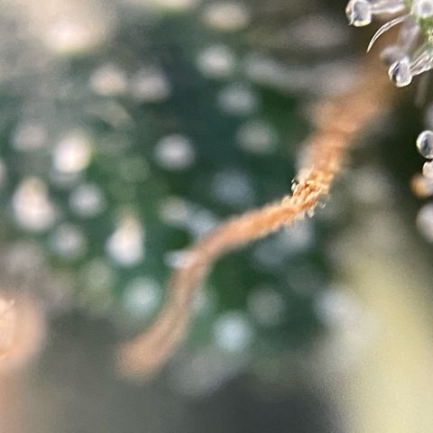 Big Bud by KilliczGe growlog timeline photo