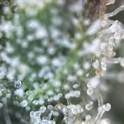 Big Bud by KilliczGe growlog timeline photo